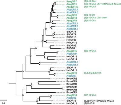 Activation of pheromone-sensitive olfactory neurons by plant volatiles in the moth Agrotis ipsilon does not occur at the level of the pheromone receptor protein